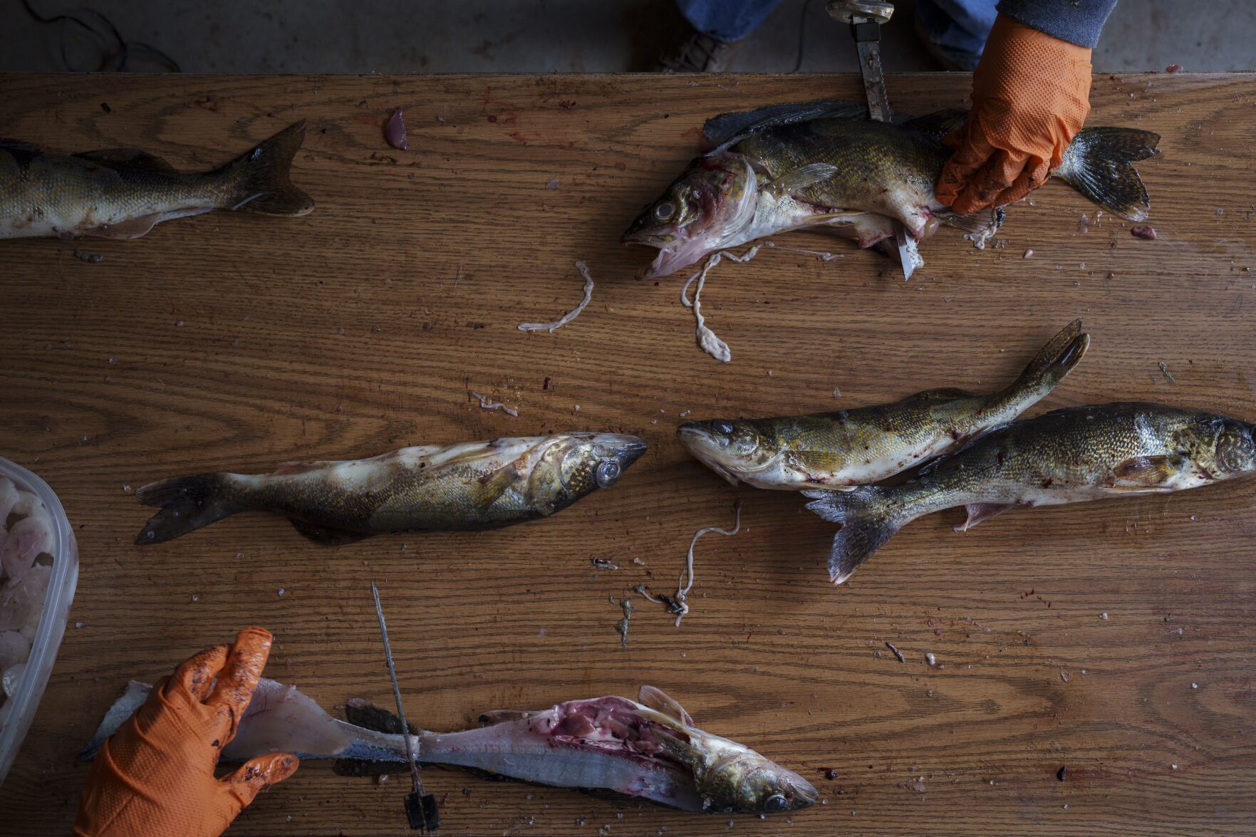Climate Spearfishing
